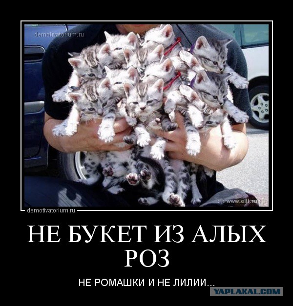 Котики и буквы
