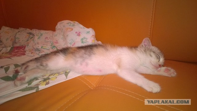 Котовторник 15-09-2015 !