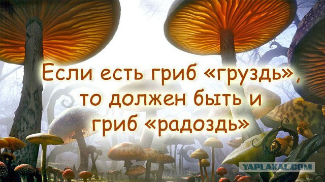 Купил грибочков