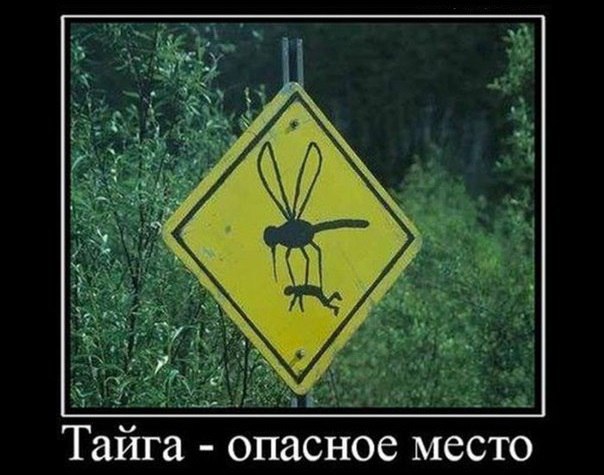 Картинки
