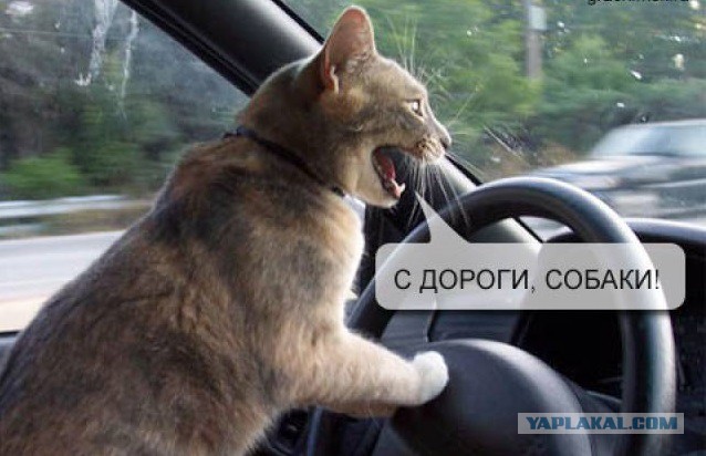Прикольняхи