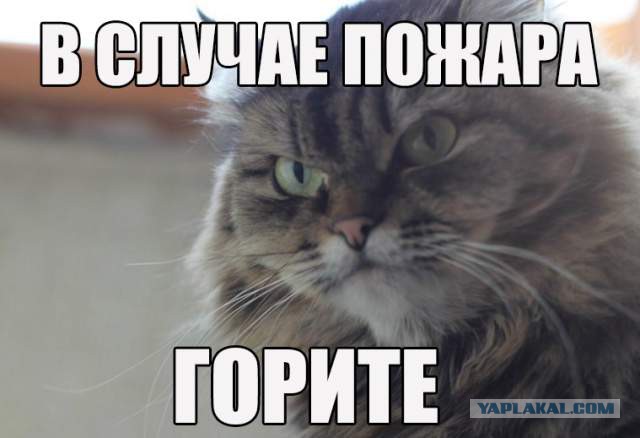 12 самых популярных котов интернета