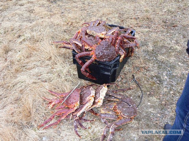 Вот это крабы в Австралии