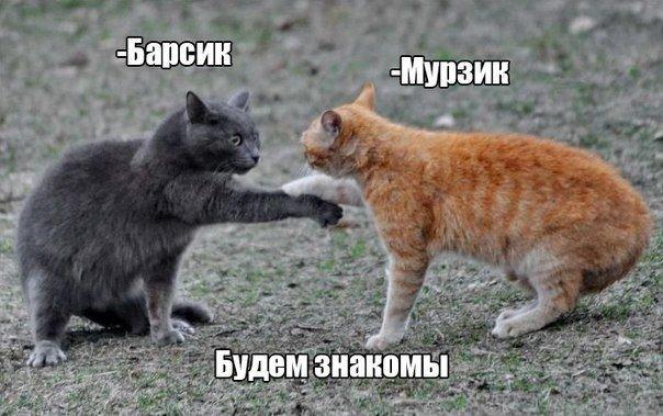 Мохнатые беспредельщики