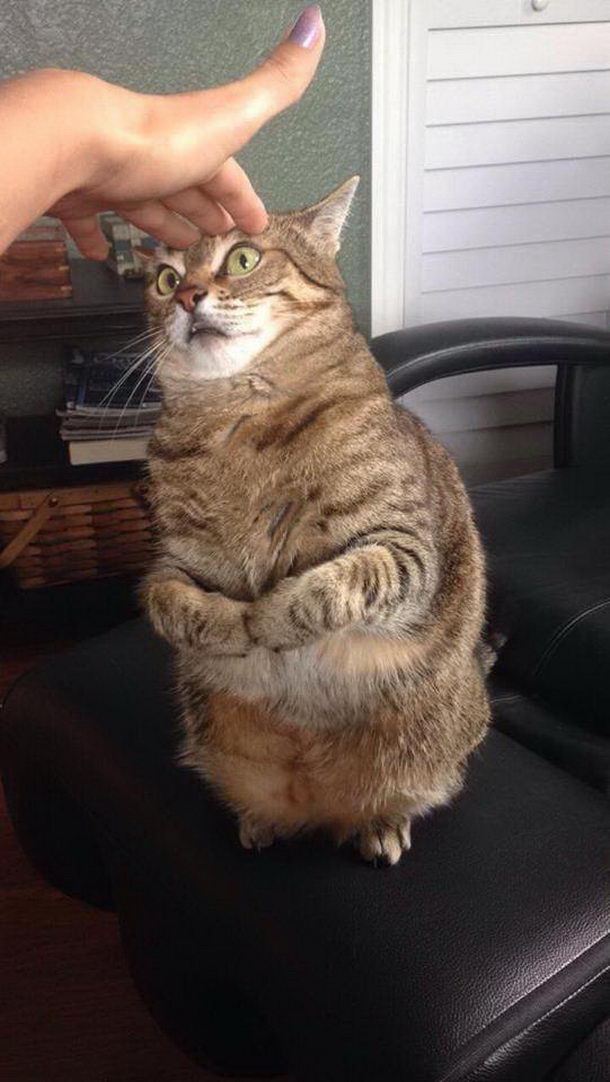 Коты из сети