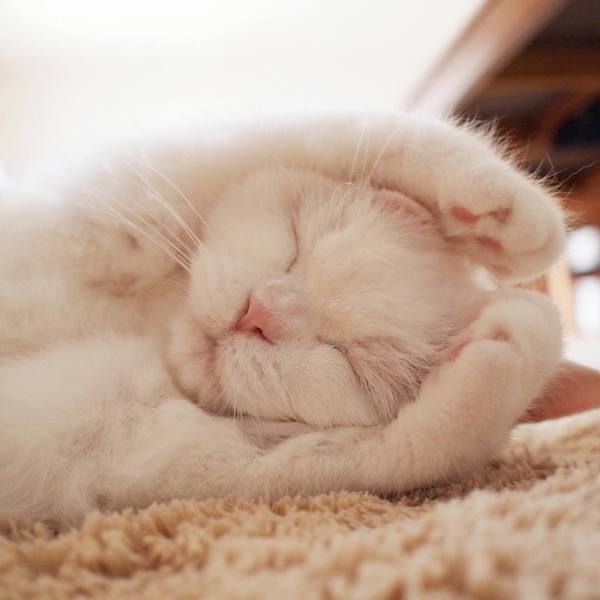 Коты из сети