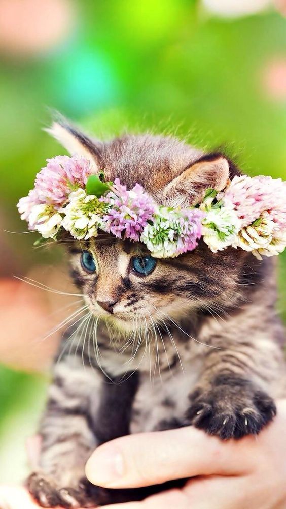 Коты из сети
