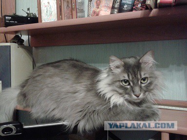 Котовторник 28.02.2017