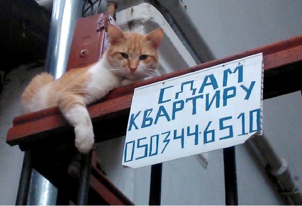 Живность из сети