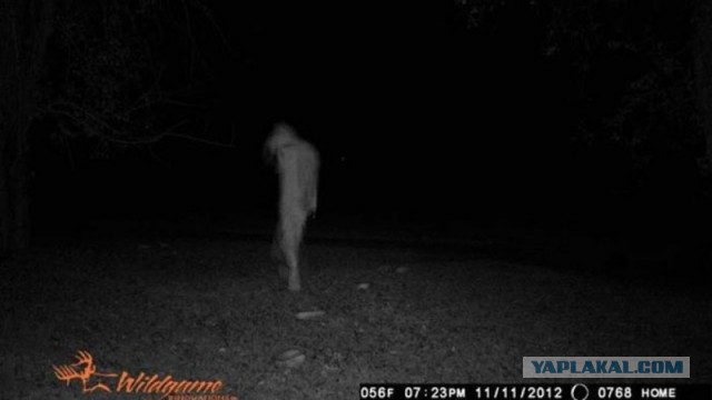 Забавные и страшные фотографии фотоловушек!