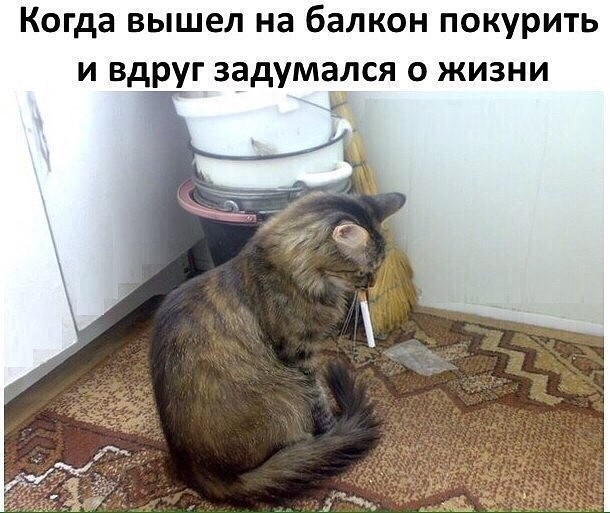 Коты. Отнюдь не ми-ми-ми.