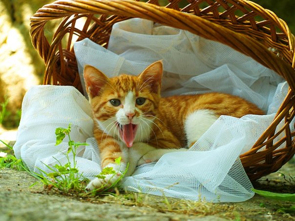 Вторничный котометъ на ЯПлакалъ