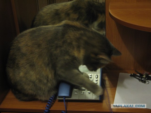 Котовторник  14.08.2012.