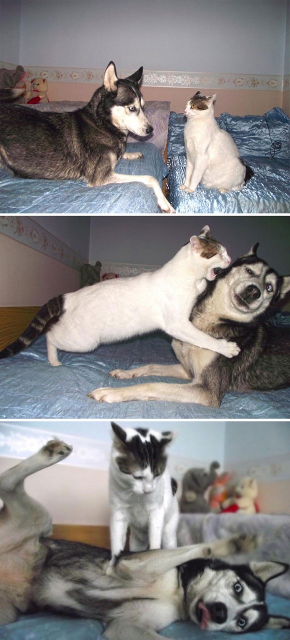 Живность из сети