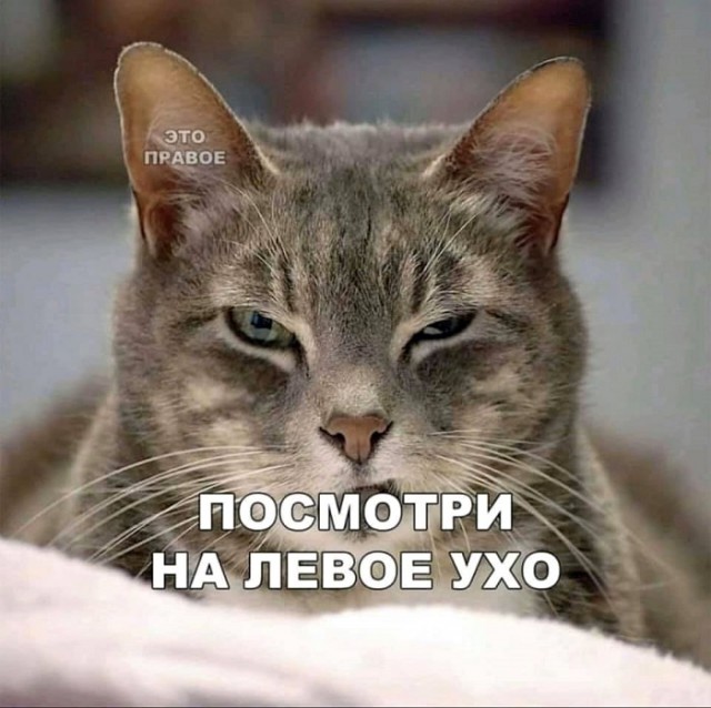 Картинки с надписями, истории и анекдоты 08.10.19