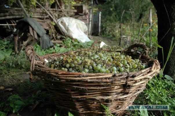 Вино своими руками