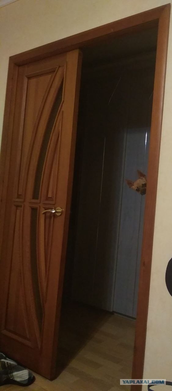 Наши верные друзья