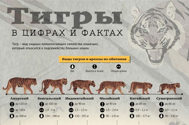 Тигры думают, что они гангстеры, пока не появится сибиряк