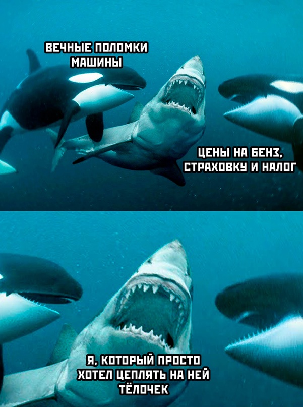 Весёлый полтишок 01.11.23
