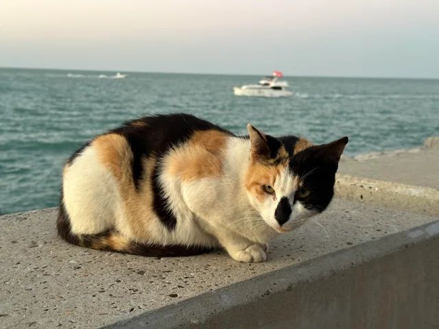 ФотоВинегрет
