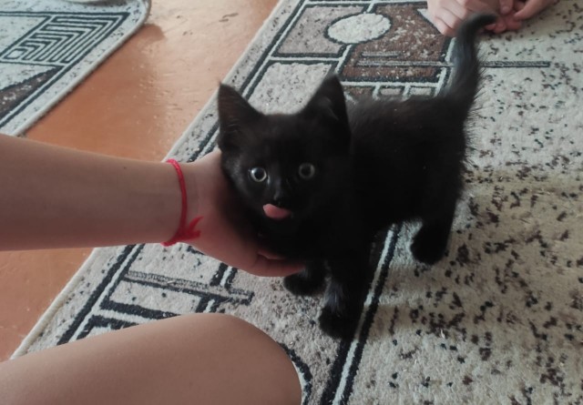 Хоть и не котовторник,но все же...