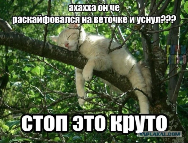 Психомемы-12