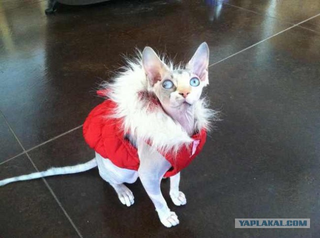 А когда отпустит?