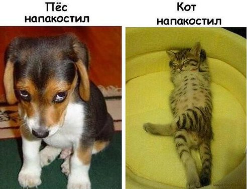 Разница между котами и собаками