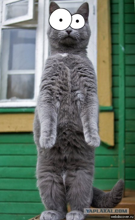WTF?! Зоопарк!