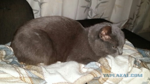 Котовторник 25.11.2014
