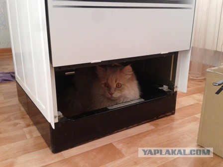 Котовторник 15.12.2015