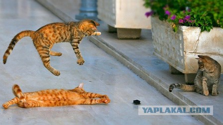 Картинки разные