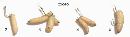 Страсть к халяве