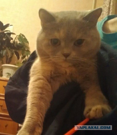 Котооо-о-о-вторник