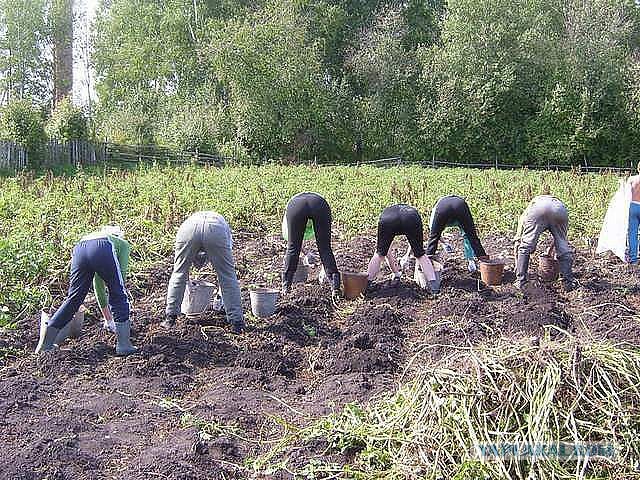 Огородный десант