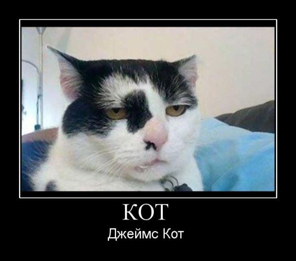 Демы к котовторнику!