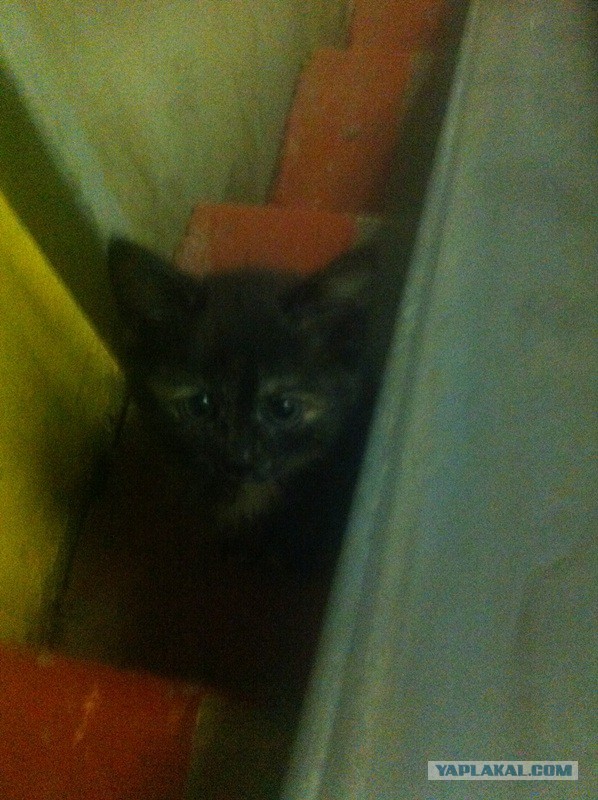 Подкинули в подъезд в возрасте 2-3 дней