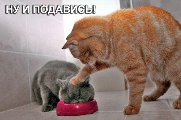 Прикольные животные