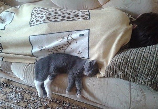 Коты и Кошки