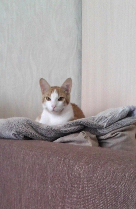 Коты и Кошки