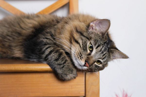 Коты и Кошки