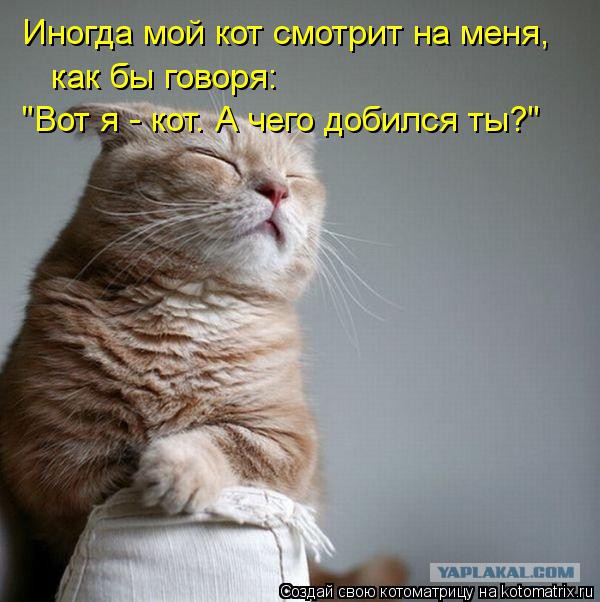 Правильно ли спит кот?