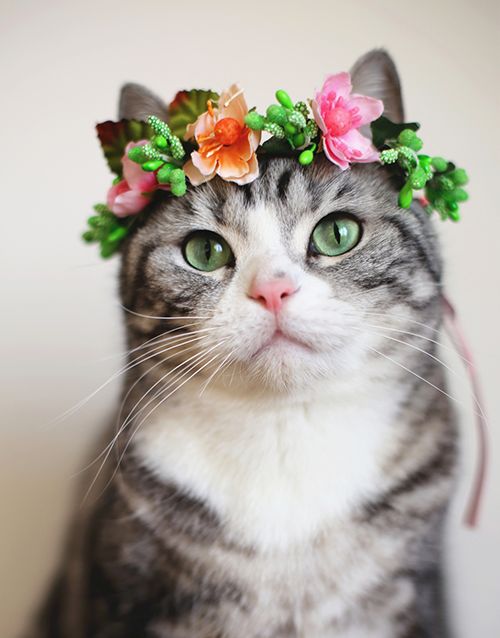 Котовторник!