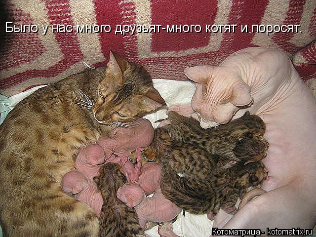 Тридцать причин обменять жену на котейку.