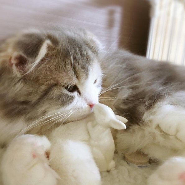 Подборка настоящих котов