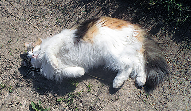 Котовторник 29.5.18