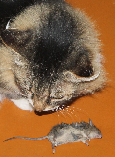 Котовторник же, уже!