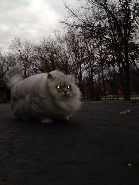 Немного милоты