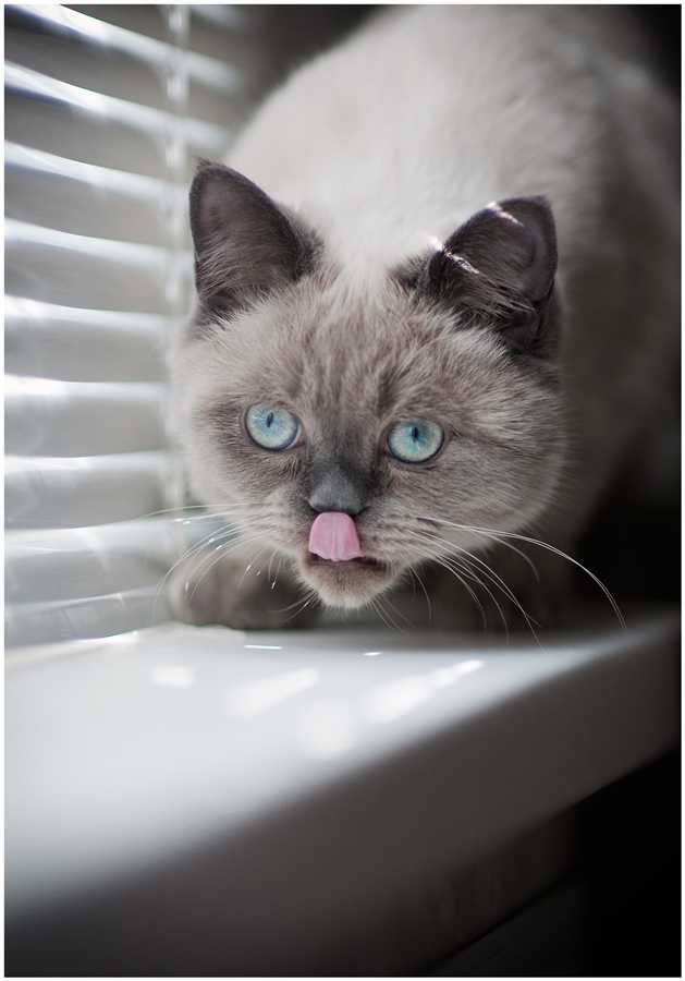 Котовторник уже сегодня!