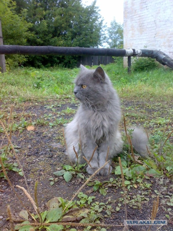 Котовторник  28.08.12